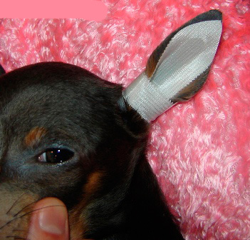 Ar šo mazo, necaurlaidīgo zonu, suņa auss „elpot”, un jūs vienmēr redzēsiet ausu un, ja nepieciešams, varēsiet to tīrīt