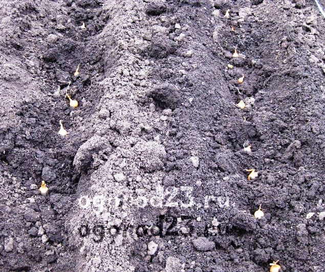 Звіряйте терміни посадки цибулі-севка з   місячним календарем посіву на 2019 рік