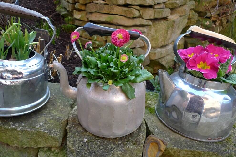 Використовувати старий чайник як вазона для квітів - досить сміливе і креативне рішення
