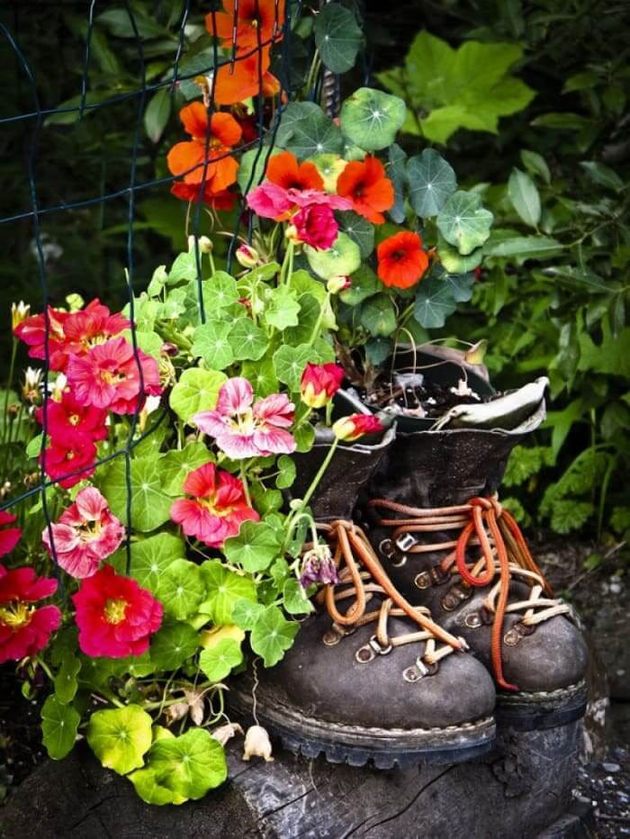 Прикрасити черевик за допомогою улюблених квітів і рослин - відмінна ідея для креативного дачника