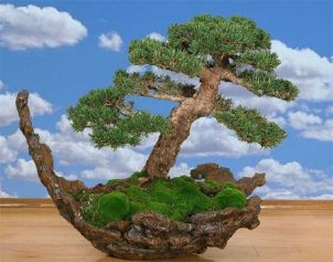 Крім потреб, характерних для бонсай, варто завжди враховувати і умови вирощування кожного конкретного рослини, з якого ви будете створювати міні-деревце