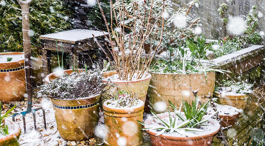 На зиму кущі можна прикопати в саду, утеплити мішковиною, лутрасилом або прибрати в підвал