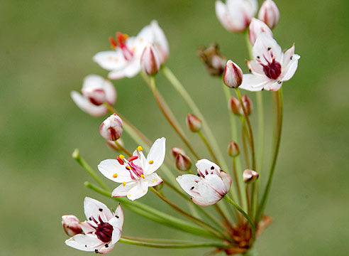 Сусак (Butomus) - ніжне рослина з довгими, тонкими тригранними листям і ошатними біло-рожевими зонтиковидних суцвіттями