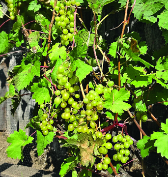Вино вдало в сепажах (їх готують з суміші винограду однієї сортогруппи, як, наприклад, Каберне Совіньон, Каберне Кортис і Каберне Фран)
