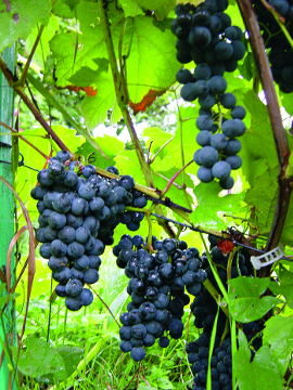 Сорт - результат внутрішньовидової селекції амурського винограду