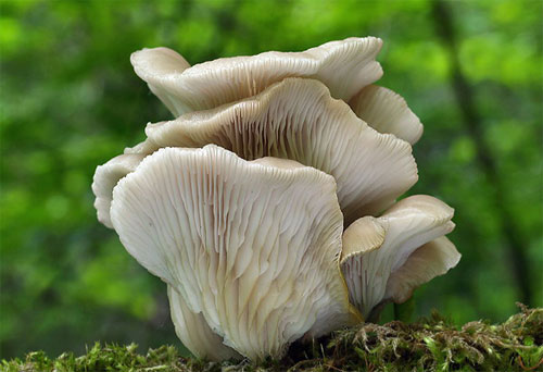 Коричнева різновид цього гриба зростає в середній смузі, плодоносить на клені, липі, черемха і березі