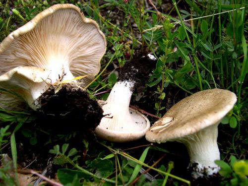 Найбільше цих   грибів   можна побачити в Середній Азії, в передгір'ях Тянь-Шаню і Паміру