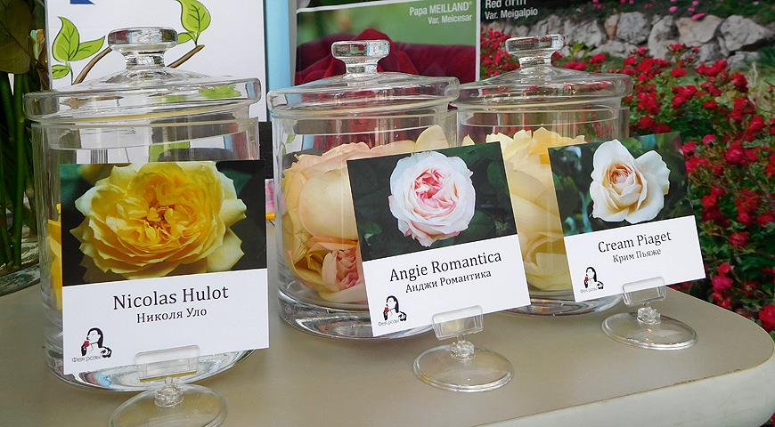 Компанія «Фея троянди», Калузька область (стенд F152), вирощує і поставляє на російський ринок троянди преміум класу - «запашні і романтичні» французької селекції