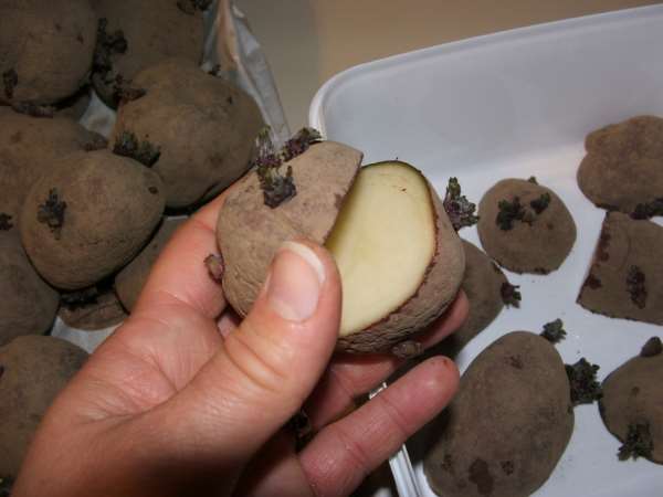 На них повинно сформуватися мінімум 10-15 картоплин, які не деформованих, що не уражених хворобами і шкідниками, типової для сорту форми і кольору