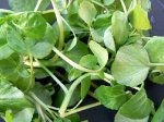 Кресс-салат (перечнік, подхреннік, кир-салат) - трав'яниста їстівне рослина з роду Lepidium (Блощичник) сімейства Brassicacaeae (хрестоцвіті)