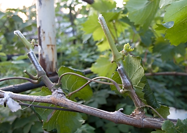Обрізка винограду є дуже важливим агротехнічним прийомом, за допомогою якого виноградним кущам надають певну форму, керують їх плодоношенням і зростанням