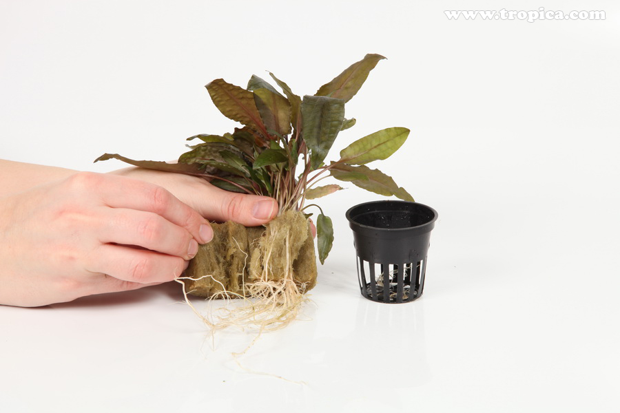 Намагайтеся висаджувати рослину так, щоб не заглибити «точку зростання», інакше рослина може загинути