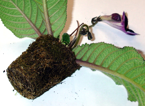 Правильно посаджену рослину на гніт можна легко вийняти    з горщика, коренева система дуже щільно огортає земляний кому, а коріння - живі і білі