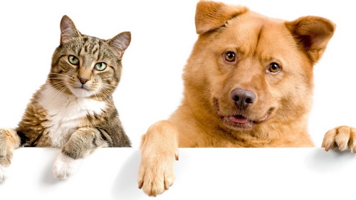 Одним з найдієвіших, безпечних і зручних проти паразитарних засобів є краплі від бліх для котів і собак
