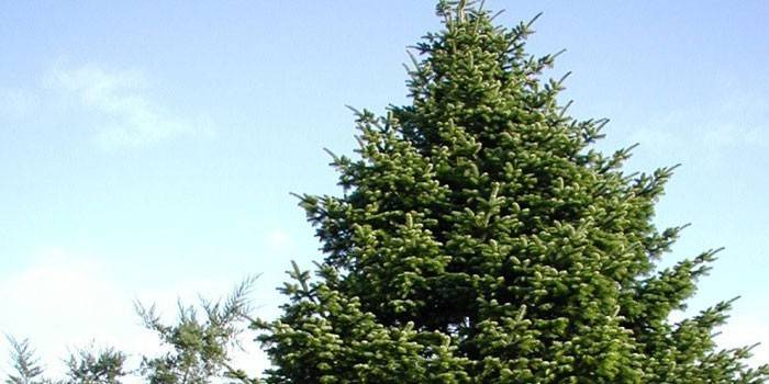 Сибірський кедр - такі дерева живуть до 500 років і можуть виростати до 40 м