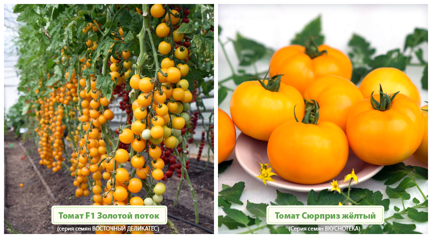 Не забувайте, що ці овочі відмінно зарекомендували себе і в косметології: маски з жовтих і помаранчевих томатів відмінно омолоджують шкіру обличчя