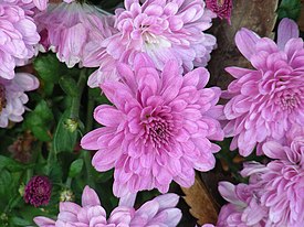 хризантема корейська   наукова класифікація   Міжнародне наукове назву   Chrysanthemum × koreanum   hort