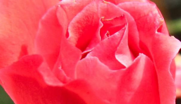 Роза поліантових (Rosa polyantha nana) невисокий багаторічний чагарник