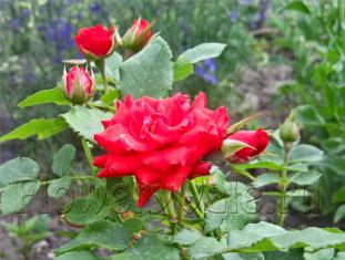 Роза, вирощена з насіння, зацвітає на другий рік, в наступні роки цвіте з червня до заморозків