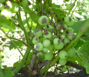 Для того щоб пагони винограду заразилися і почали хворіти повинно відбутися наступне:
