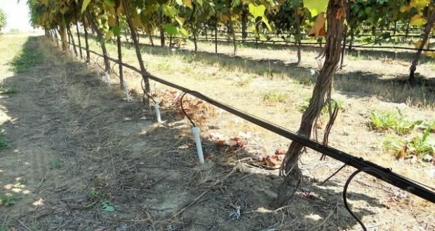 Для кращого ефекту рекомендується встановити на ділянці систему дренажного поливу, за допомогою якої поживні підживлення відразу ж надійдуть до коріння винограду