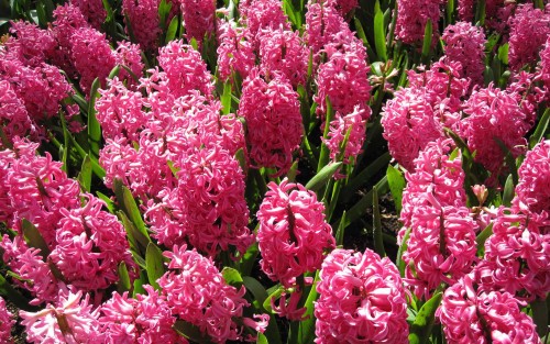 Пінк Перл - це ранній сорт, квіти яскравого рожевого кольору з темною прожилком