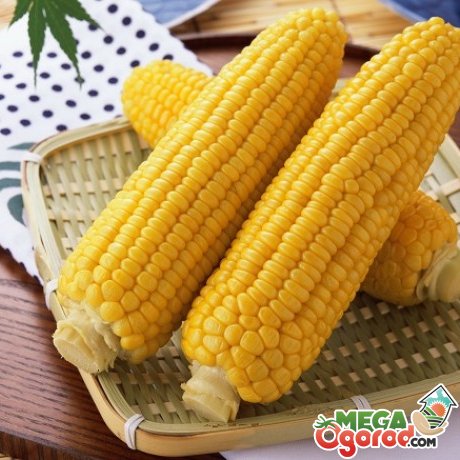Склад і властивості кукурудзи