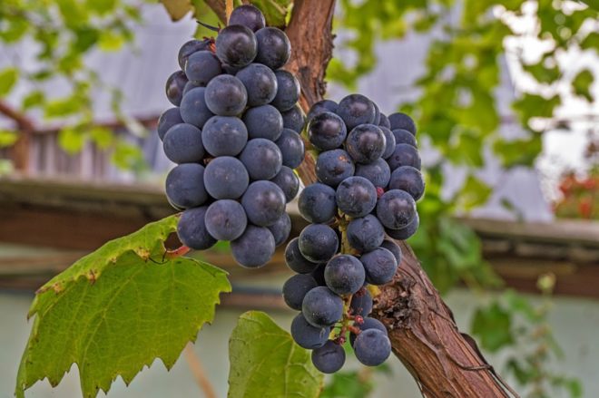 Бажання мати шикарний виноградний кущ цілком реально