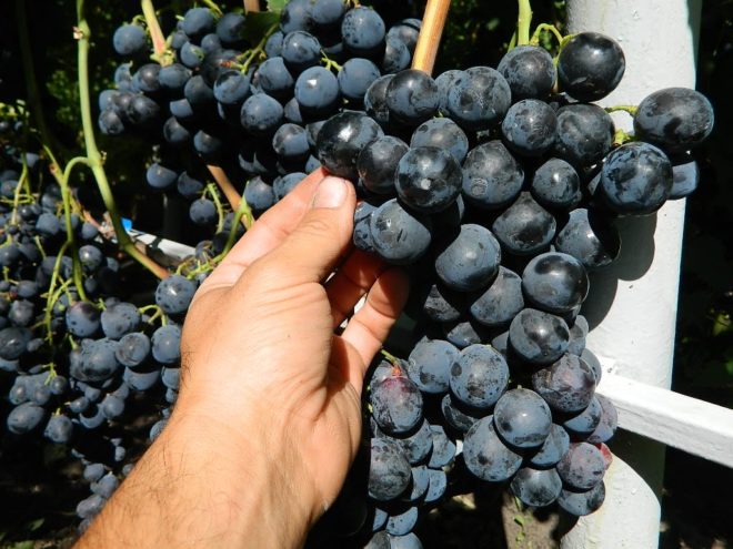 У наші дні всі бажаючі як професіонали, так і любителі мають виняткову можливістю отримувати урожай з самих різних сортів винограду