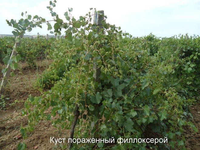 Досвідчені виноградарі, запідозривши зараження попелиць, викопують виноградний кущ, обстежують коріння його на наявність попелиці і, якщо зараження підтвердилося - безжально знищують, замінюючи рослина на нове, прищеплене від філоксери