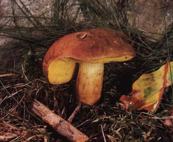 На відміну від строкатого моховики і польського гриба жовчний гриб не їстівний